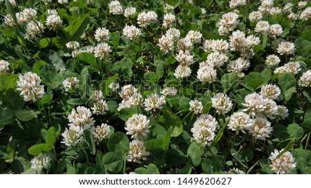 White flowers of field clover in summer.