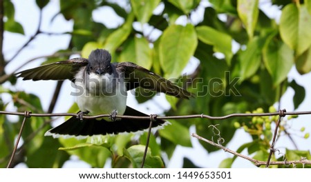 The eastern kingbird (Tyrannus tyrannus) during defending their nesting territory.
