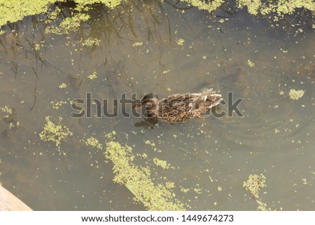 River in the forest. The pond in the village. Nature. Russia. Duck.