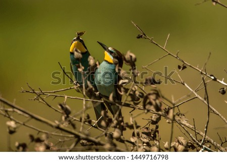European Bee-eater
Latin name: Merops apiaster
