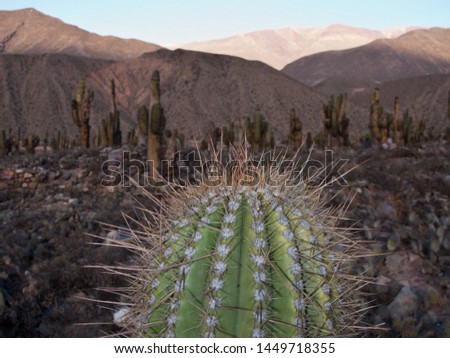Cactus on the wild Pucara of Tilcara