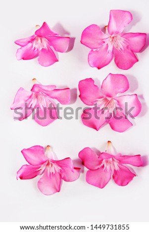 pink natural oleander flowers with petals on a white background