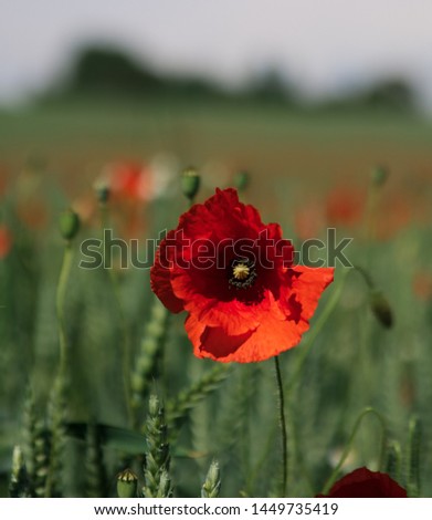 Close up of a poppy flower with shallow depth of field standing in a wheat field in southern Sweden outside the village of Glumslöv. 