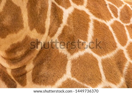 Giraffe body texture. Abstract wallpaper 