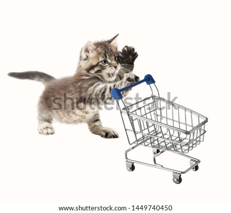 Charming kitten pushing shopping trolley. Isolated on white background