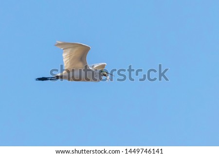 Great Egret Flying with fish in beak, (Ardea alba) Great Egret Flying with catch 