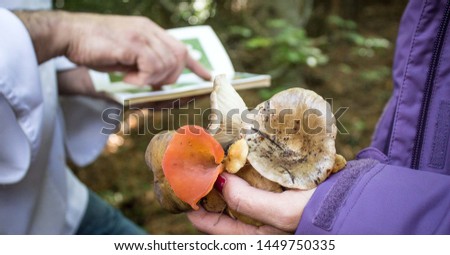 Karakoram/Pakistan - 01/12/2019 person hand holding a mushroom Royalty-Free Stock Photo #1449750335