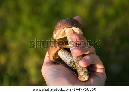 Karakoram/Pakistan - 01/12/2019 person hand holding a mushroom Royalty-Free Stock Photo #1449750350