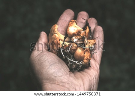 Karakoram/Pakistan - 01/12/2019 person hand holding a mushroom Royalty-Free Stock Photo #1449750371
