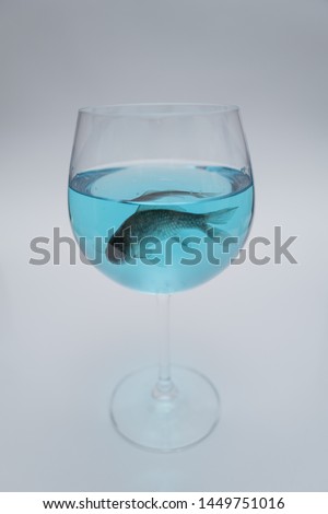 One crucian fish in the wine glass with blue water 