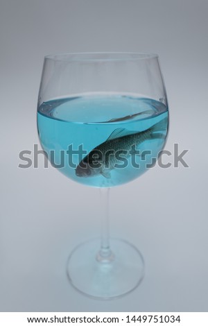 One crucian fish in the wine glass with blue water 