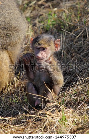 A baby olive baboon (Papio Anubis) sitting and eating in Serengeti National Park, Tanzania