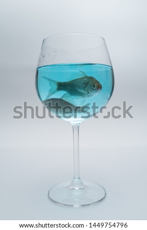 Two crucians fish in the wine glass of blue water