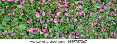 Cover photo of pink begonia flowers floral pattern
