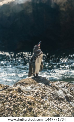 Beautiful black and white PENGUIN close up. Natural wildlife shot in San Cristobal, Galapagos. Penguin bird resting on rocks with ocean sea background. Wild animal in nature. Close up with copyspace.