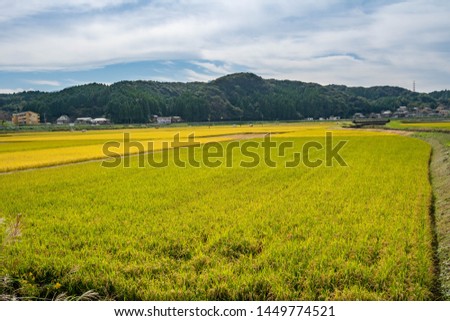 Close to rice harvesting season in rural of Saga prefecture, Japan.