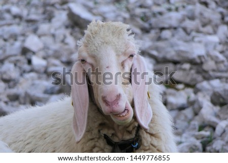 A portrait of the chewing sheep. A bored sheep looks directly at the viewer and eats relaxed. The animal is in the Tyrolean Alps and it seems very attentive to watch the photographer.