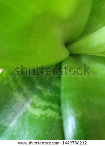Beautiful gradient green leaf background