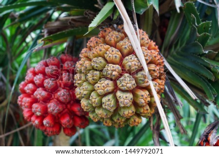 Exotic tropical fruit Pandanus tectorius, Hala fruit