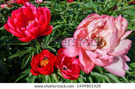 Close up view of pink red sunny peony flowers with large fluffy bumble bee insects inside in botanical garden in summer Moscow