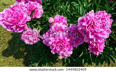 Close up view of pink red sunny peony flowers in botanical garden in summer Moscow