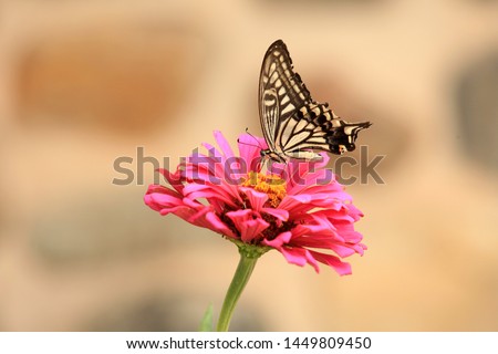 A butterfly sitting on a flower. Royalty-Free Stock Photo #1449809450