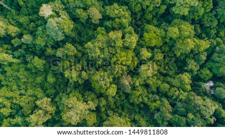 An aerial view of Borneo jungle, Stunning view of Tropical Rainforest in Sabah, Malaysia. Royalty-Free Stock Photo #1449811808