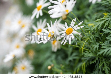 a close up shot Oxeye Daisy , white flowers