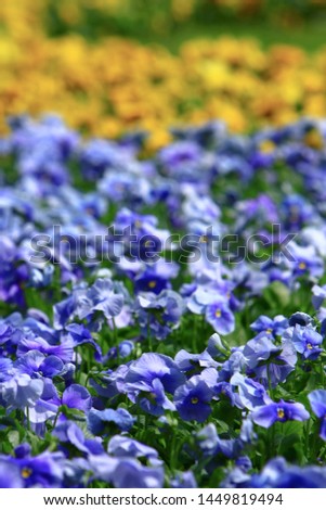 a Tricolor pansy flower plant natural back ground,
