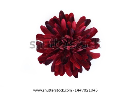 Red ruby big chrysanthemum flower isolated on white background 