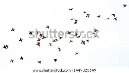 A flock of birds flying on a white background isolated. Awakening of nature in spring, free flight. Royalty-Free Stock Photo #1449823649