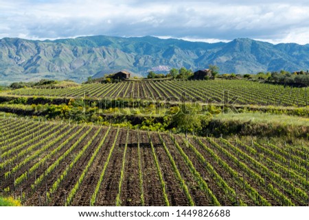 Landscape with green vineyards in Mount Etna volcano region with mineral rich soil on Sicily, Italy