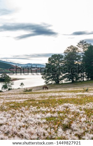 Beautiful picture of pink grass hill beside a lake