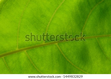 Green leaf texture,leaf texture background