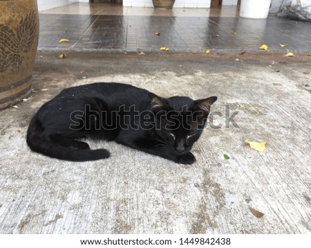A black cat with close eyes
