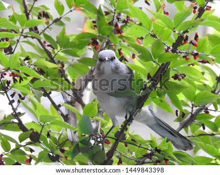 Cute Mockingbird in A Bush with Red Berries