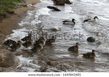 Mother duck with ducklings walks along the river, Minsk, Belarus