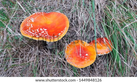 beautiful but poisonous fly agaric