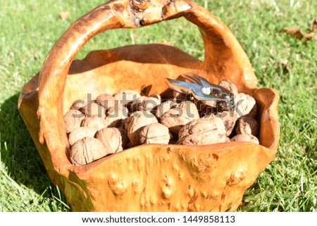 wooden basket from a root of a tree full of nuts just harvested and a nutcracker made in metal on the heap of nuts. The nut basket is on the green grass in a sunny day of spring. Horizontal picture