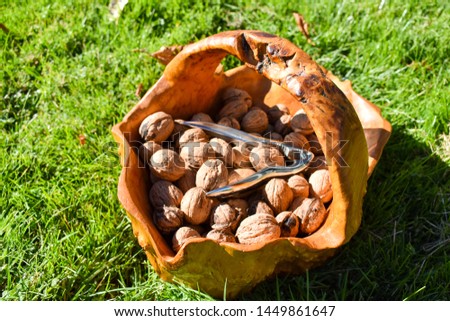 wooden basket from a root of a tree full of nuts just harvested and a nutcracker made in metal on the heap of nuts. The nut basket is on the green grass in a sunny day of spring. Horizontal picture