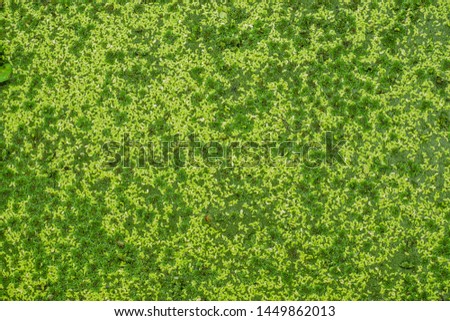 Natural Green Duckweed Plants on the water,top view