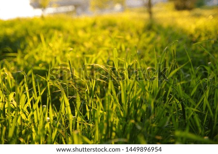 Green grass in the sunlight. Perfect background for your banner or design in soft sunshine. macro photography of grass and spikelets.