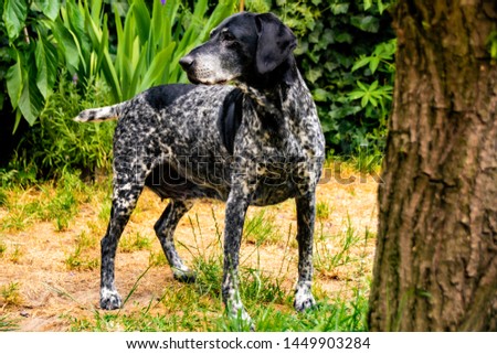 Picture of a full pointer dog standing on the dry grass with leaves in the background and a tree on the right.