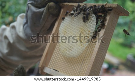 Artistic photography of beekeeper showing empty honeycomb just taken from hive. Image is blurred in purpose. Not all elements are in focus - in purpose.