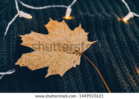 Dried maple leaf on a warm sweater surrounded festoon lights. Cozy fall or winter still life.