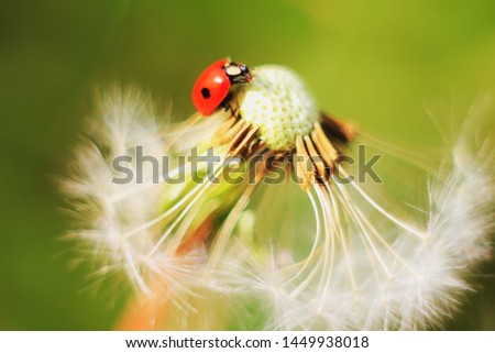 ladybug on dandelion. ladybug in summer nature. copy space. macro