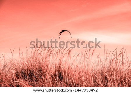 Kite flies high in the sky, visible in the foreground the grass of the field, monochromatic image, Coral color, concept of freedom.