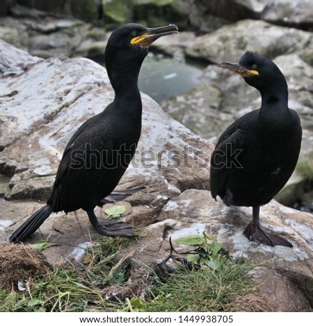 A picture of 2 Cormorants on Farne Island