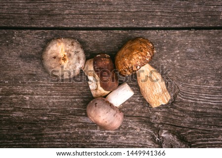 Delicious Types of Edible Brown Wild Mushrooms on Wooden Plank Background. Nature and Healthy Food Concept.
