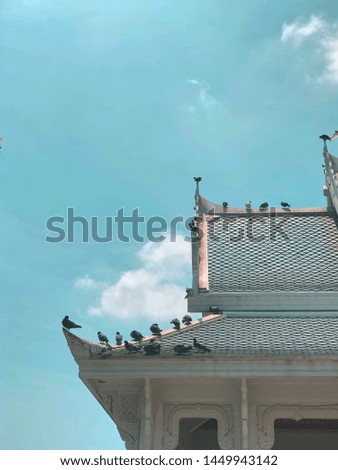 The picture of pigeons on the roof with a sky background.